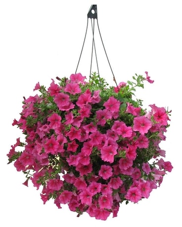 Hanging Basket Flower Arrangement